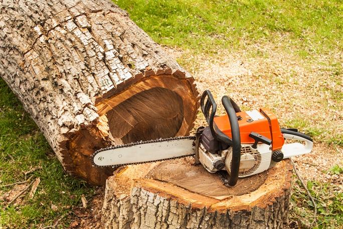 Tree-Felling-Services